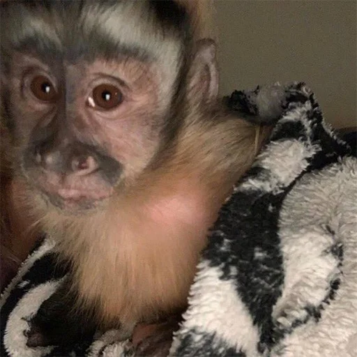 animal mammal primate