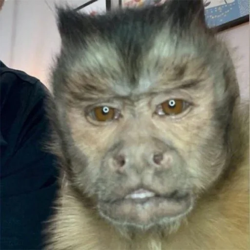 animal mammal primate