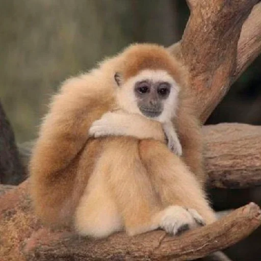 animal mammal primate