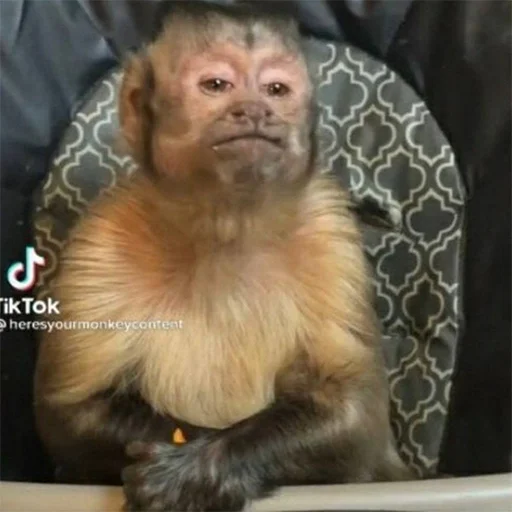 animal mammal monkey