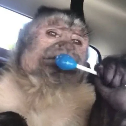 monkey indoor mammal