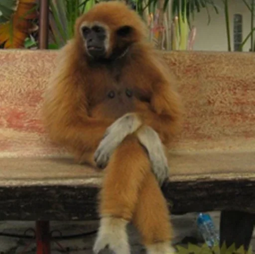 животное млекопитающее примат