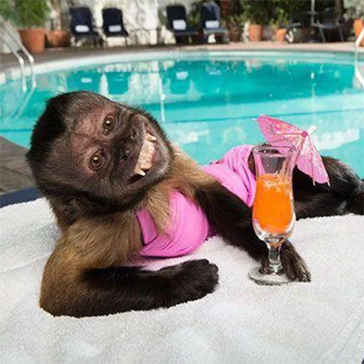 mammal animal primate