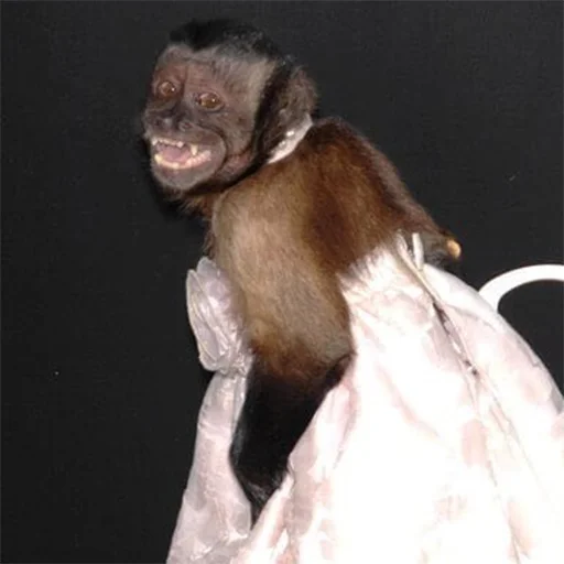 млекопитающее животное мех