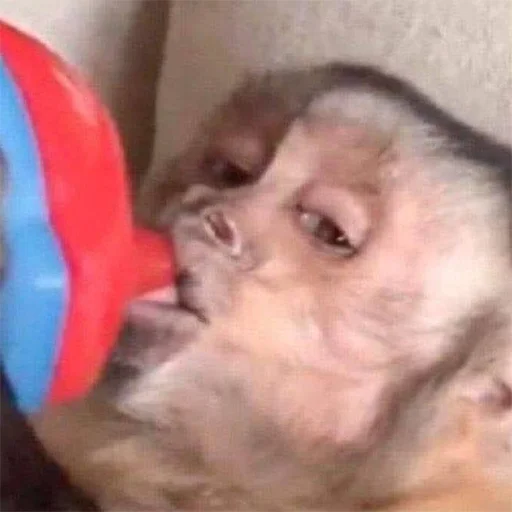 млекопитающее животное мех