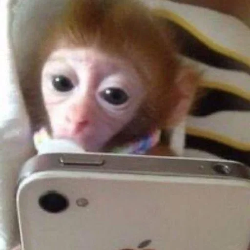 животное млекопитающее комнатный