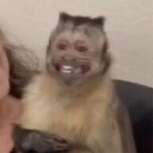 животное млекопитающее мех