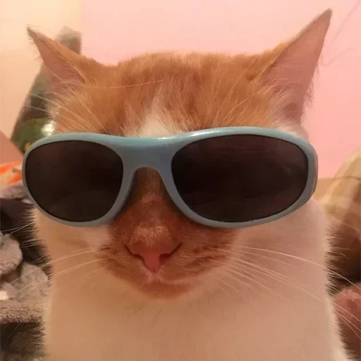 кошка аксессуар очки
