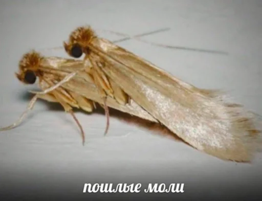 animal invertebrate insect