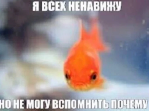 я ебу собак - text