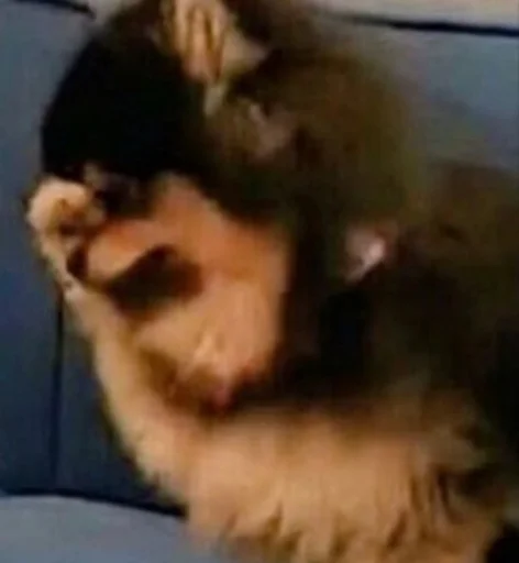 животное млекопитающее мех