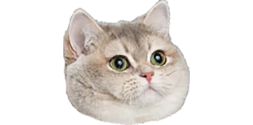 животное млекопитающее кошка