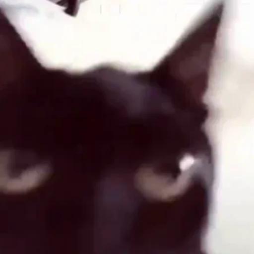 бубля младший - 