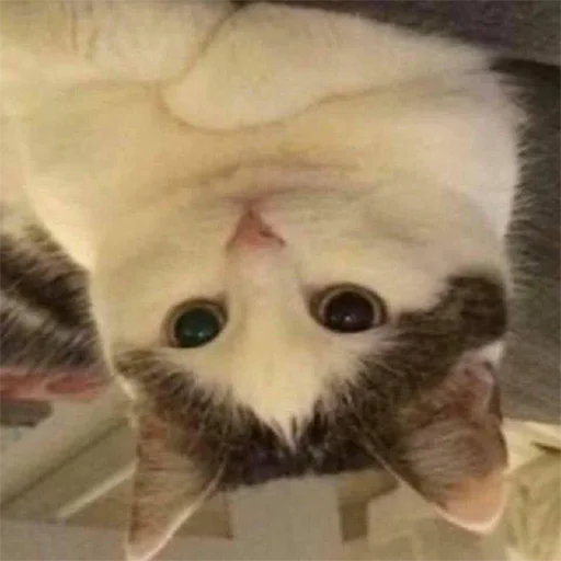 Стикер бухтелка - 9