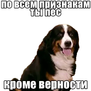 Sticker Воронины @stickernayaa - 8