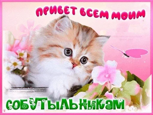 кошка кошки малого и среднего размера млекопитающее