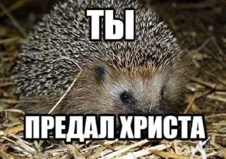 animal mammal hedgehog