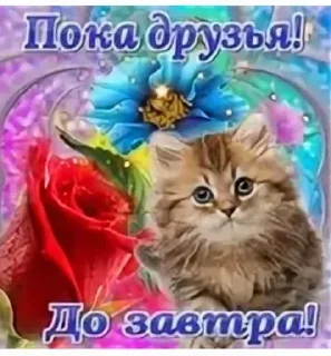 text cat small to medium-sized cats