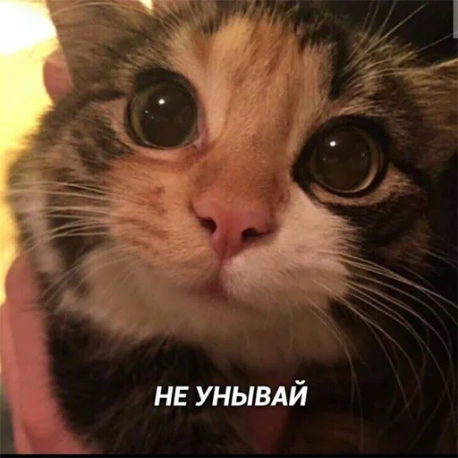 animal mammal domestic cat