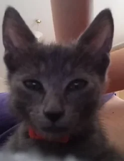 Sticker bunkiir 2 - 11