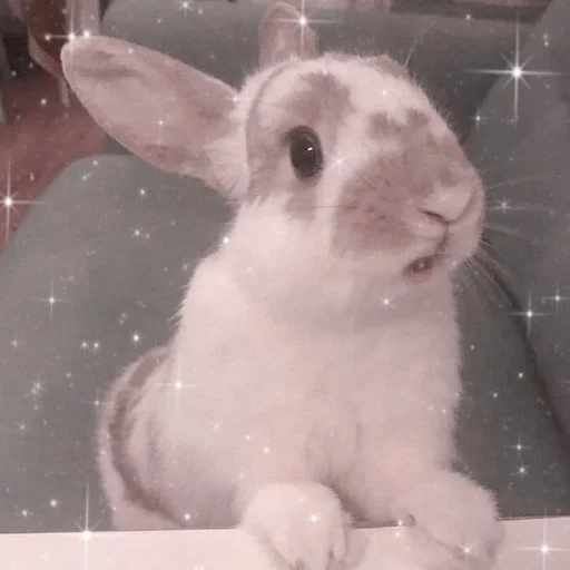 млекопитающее животное кролик