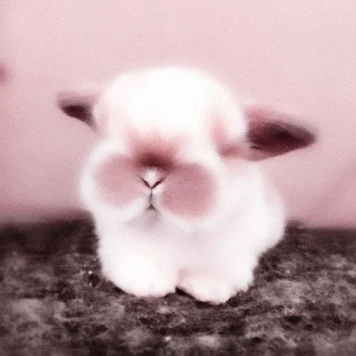 кролик кролик кролики и зайцы