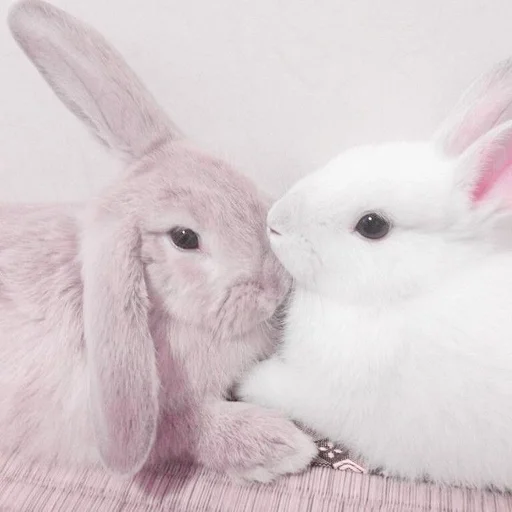 кролик млекопитающее животное