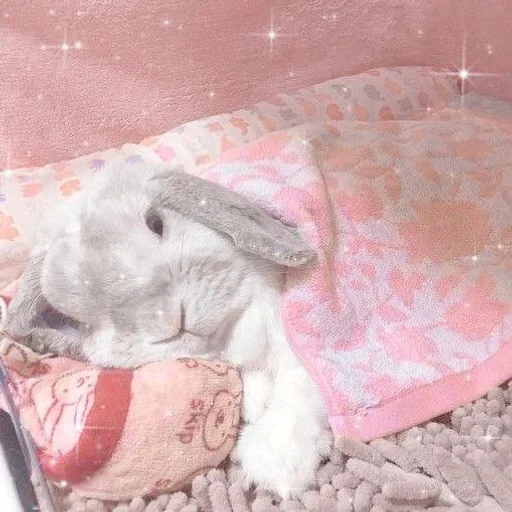 bunny mammal rabbits and hares