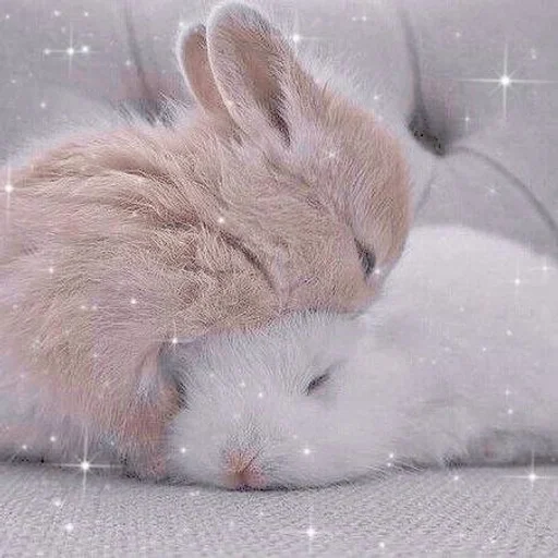 млекопитающее животное кролик