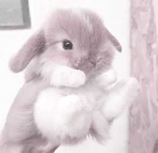mammal animal bunny