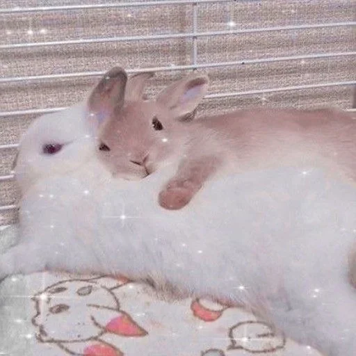 млекопитающее животное кролик