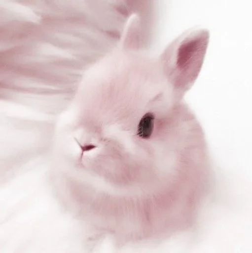 животное млекопитающее кролик