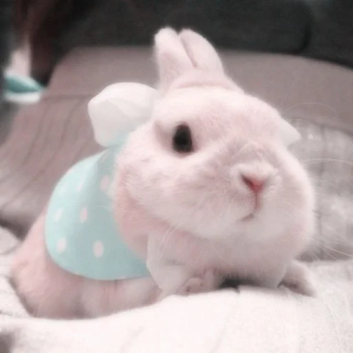 кролик животное кролики и зайцы