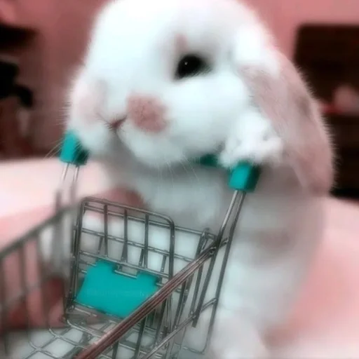 кролик млекопитающее кролики и зайцы