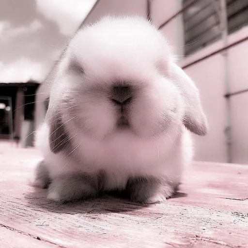 животное млекопитающее кролик