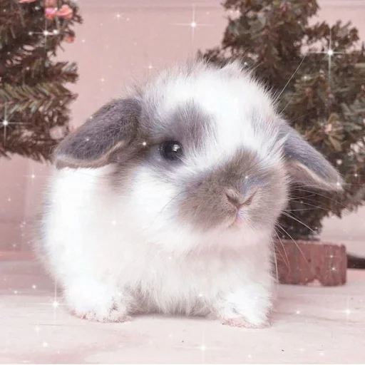 животное млекопитающее кролик