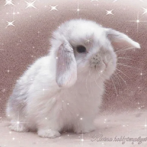 млекопитающее животное кролик