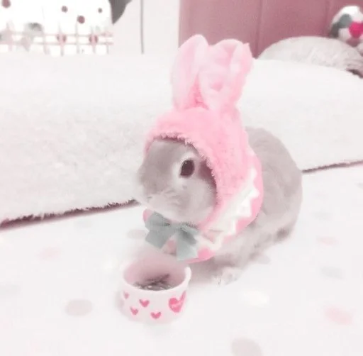 розовый кролик млекопитающее