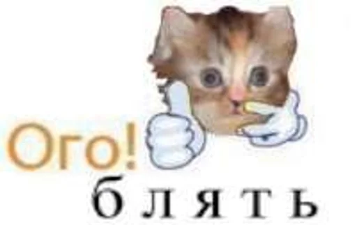 domestic cat animal cat