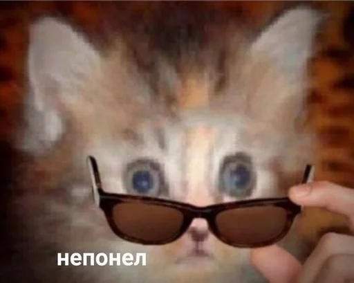 Очки кошка животное