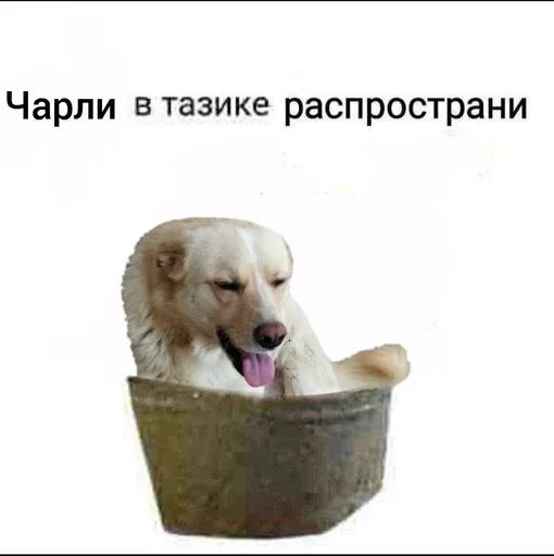 animal mammal dog breed