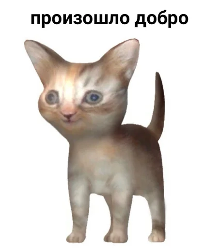 domestic cat cat animal