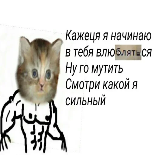 СМС кошка домашняя кошка