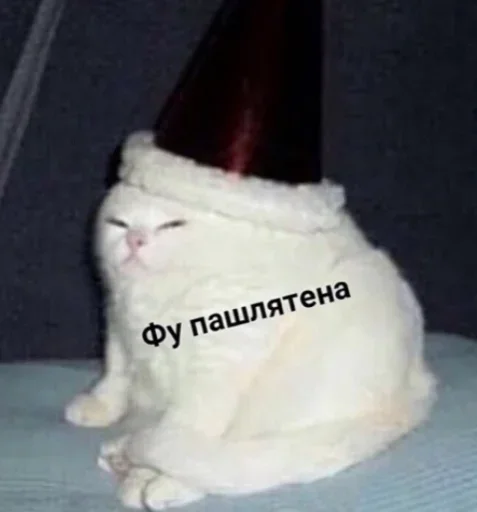 кошка СМС кошки малого и среднего размера