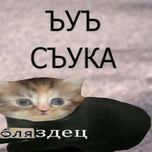 СМС кошка домашняя кошка
