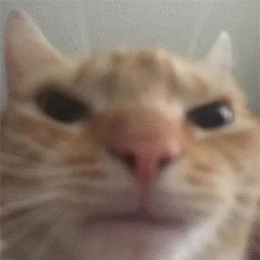 млекопитающее животное кошка