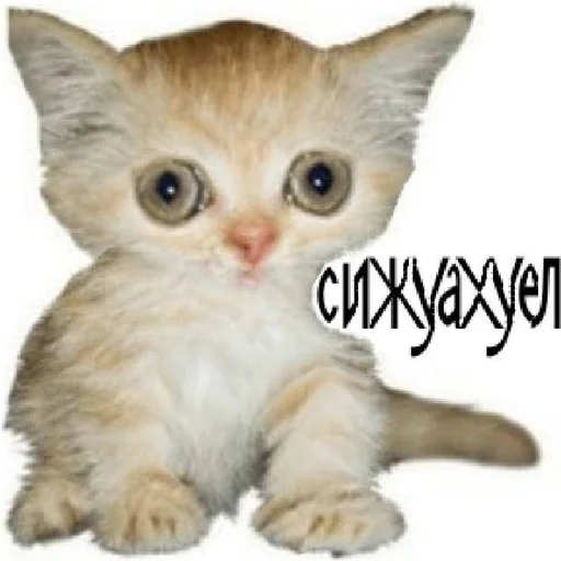 млекопитающее животное кошка