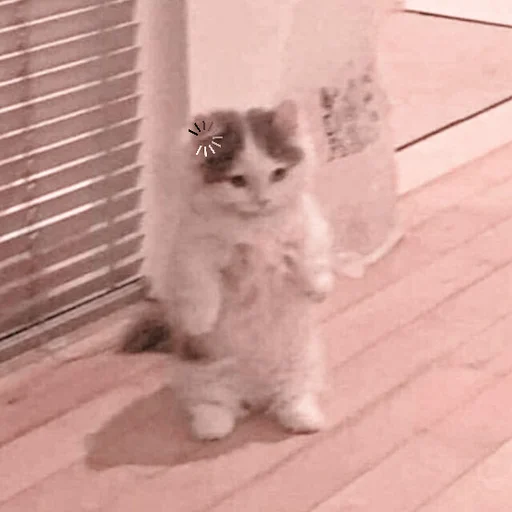 млекопитающее кошки малого и среднего размера домашняя кошка