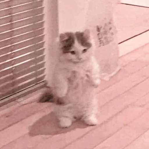 млекопитающее животное кошки малого и среднего размера