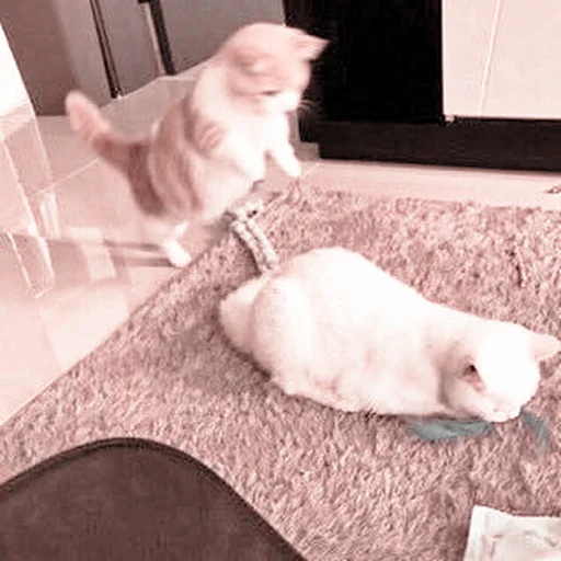 комнатный млекопитающее домашнее животное